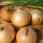 Potagères - Oignon Cénol (type Jaune des Cévennes) - face recto